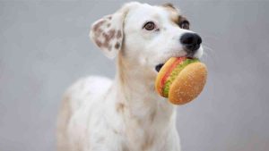 Purina Challenges: TikTok Rumors Regarding Pet Food Safety