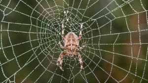Spider Webs: Nature's DNA Archives Unveil Nearby Species