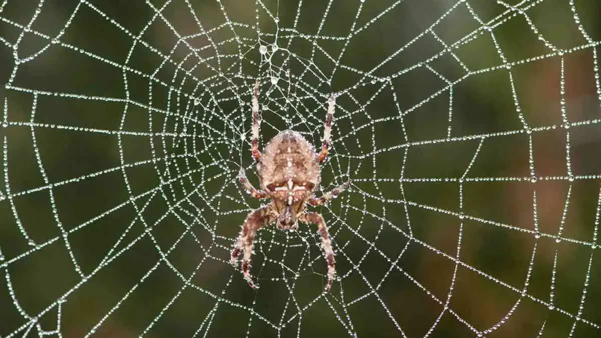 Spider Webs: Nature's DNA Archives Unveil Nearby Species